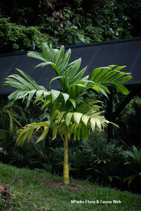 Cau cảnh (Areca catechu)