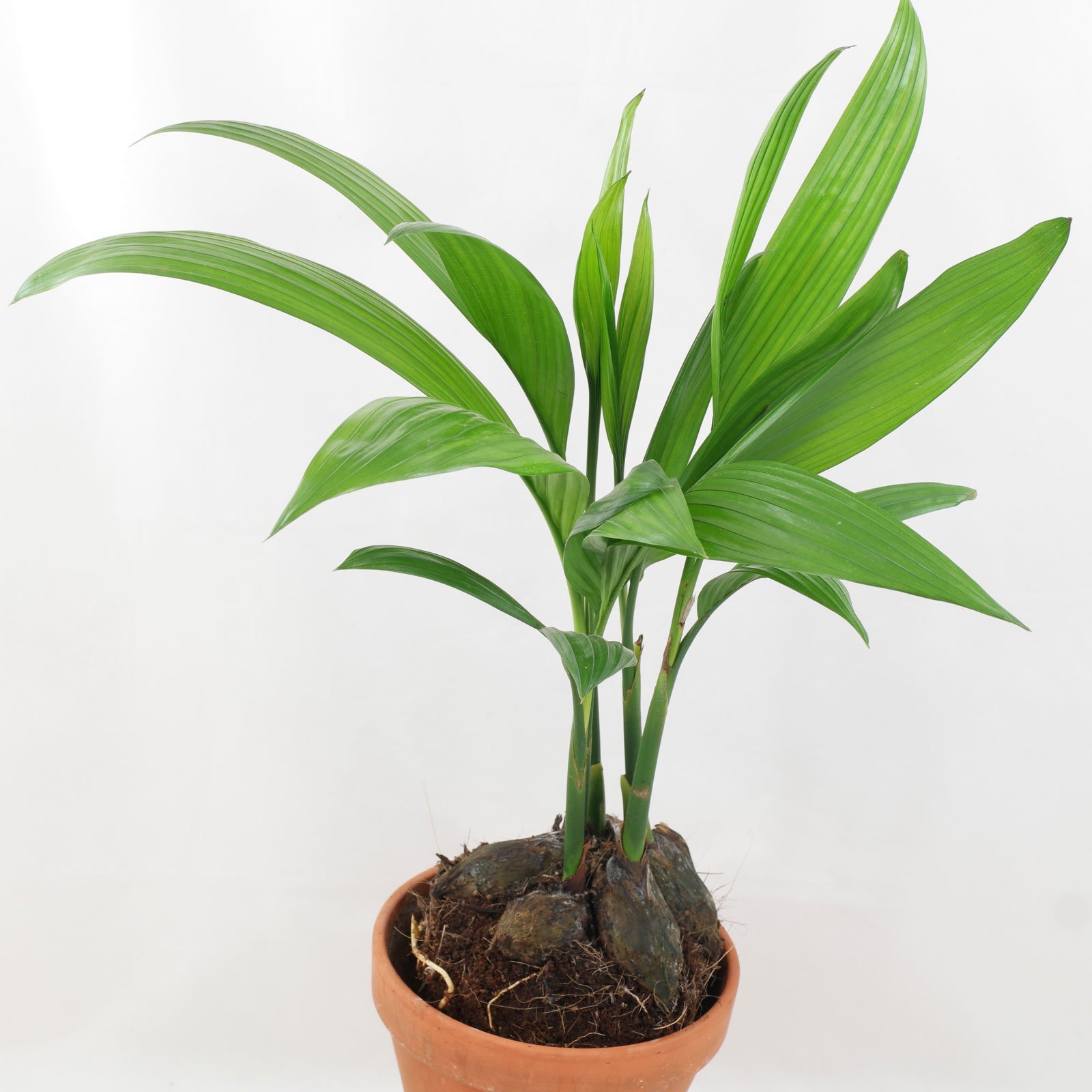 Cau cảnh (Areca catechu) 3