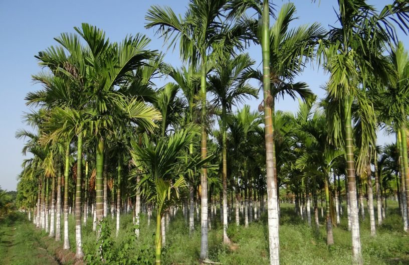 Cau cảnh (Areca catechu) 2