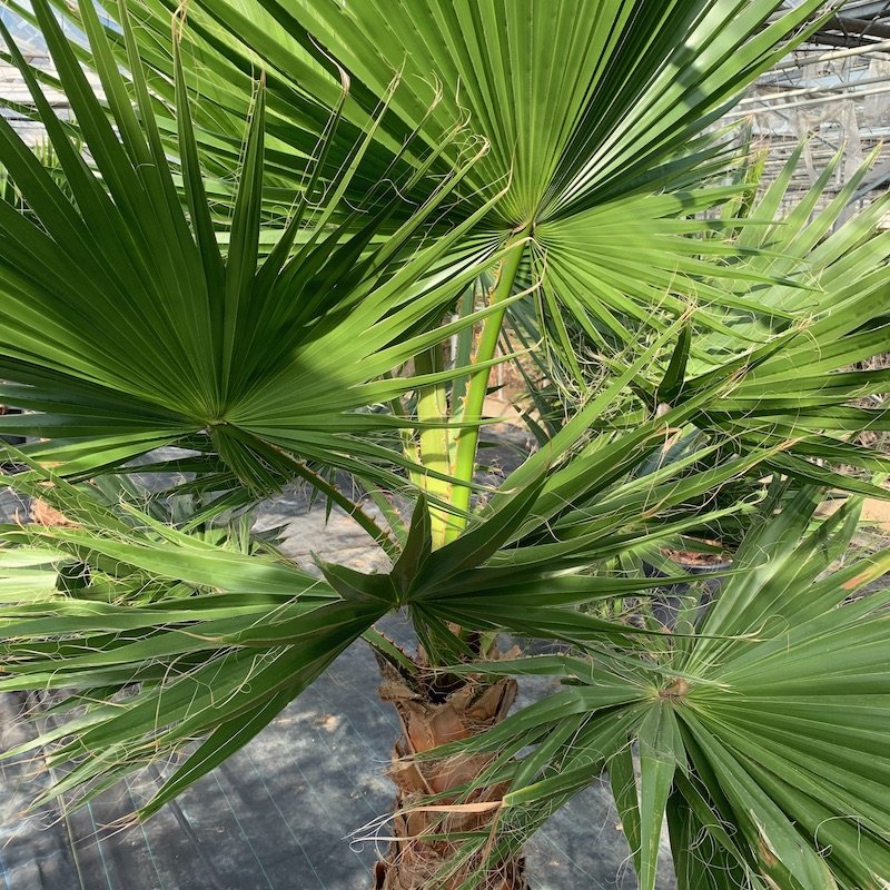 Cọ mỹ (Washingtonia robusta) 3