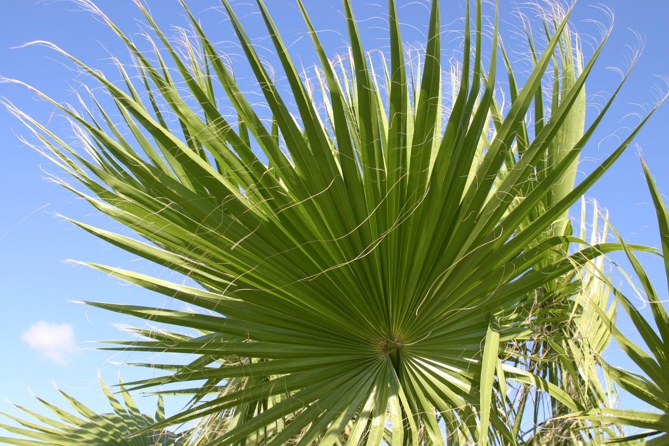 Cọ mỹ (Washingtonia robusta) 2