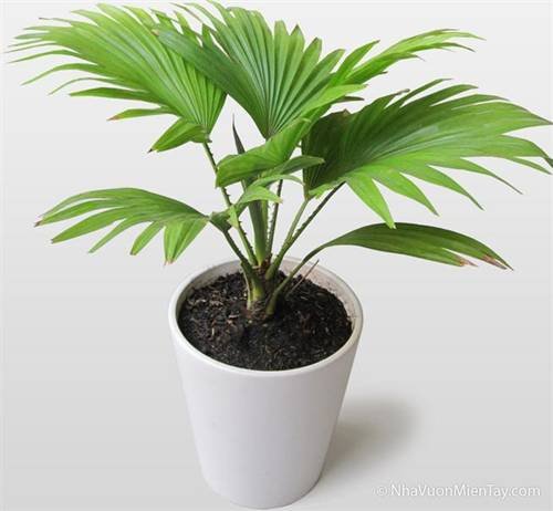Cọ ta (Livistona chinensis)