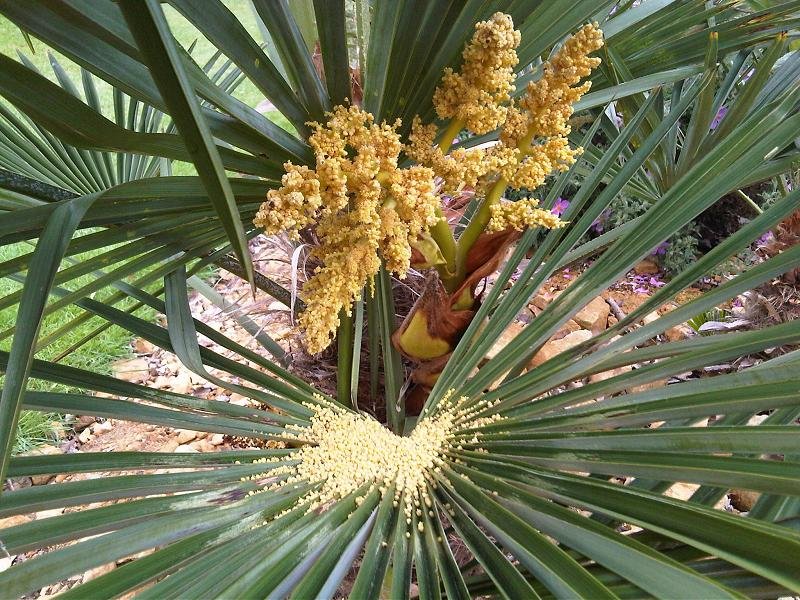 Cọ ta (Livistona chinensis) 3