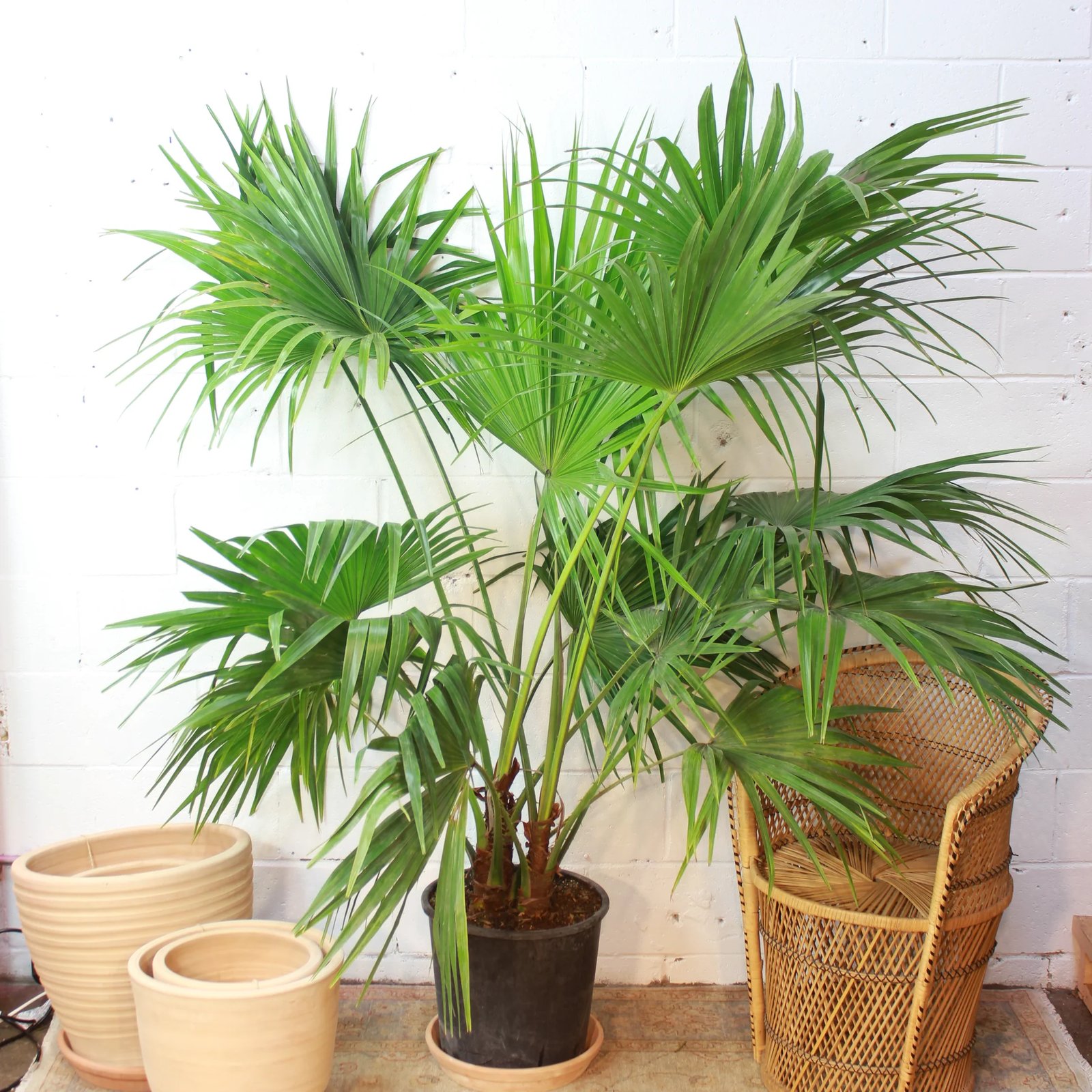 Cọ ta (Livistona chinensis) 2
