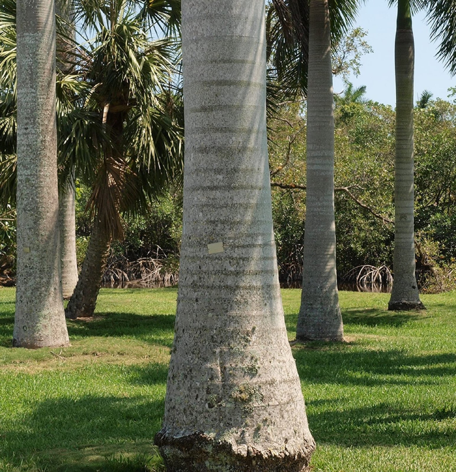 Cây cau vua (Roystonea regia) 3