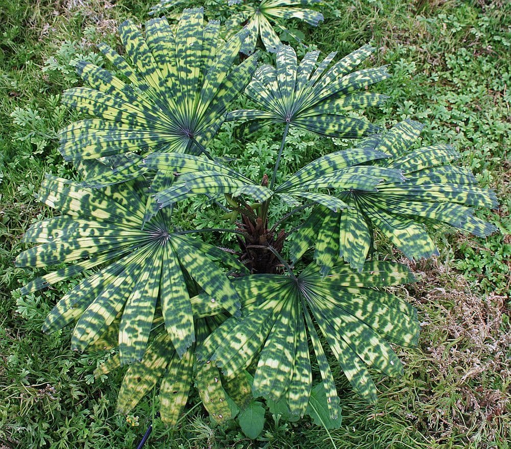 Cây cọ Đốm (Licuala Mapu) 3