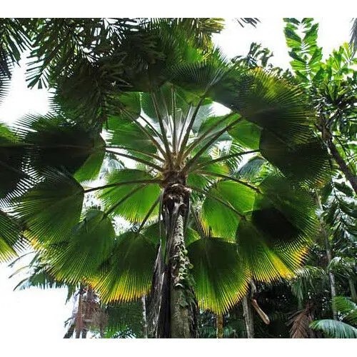 Cọ quạt Fiji (Pritchardia Pacifica) 2
