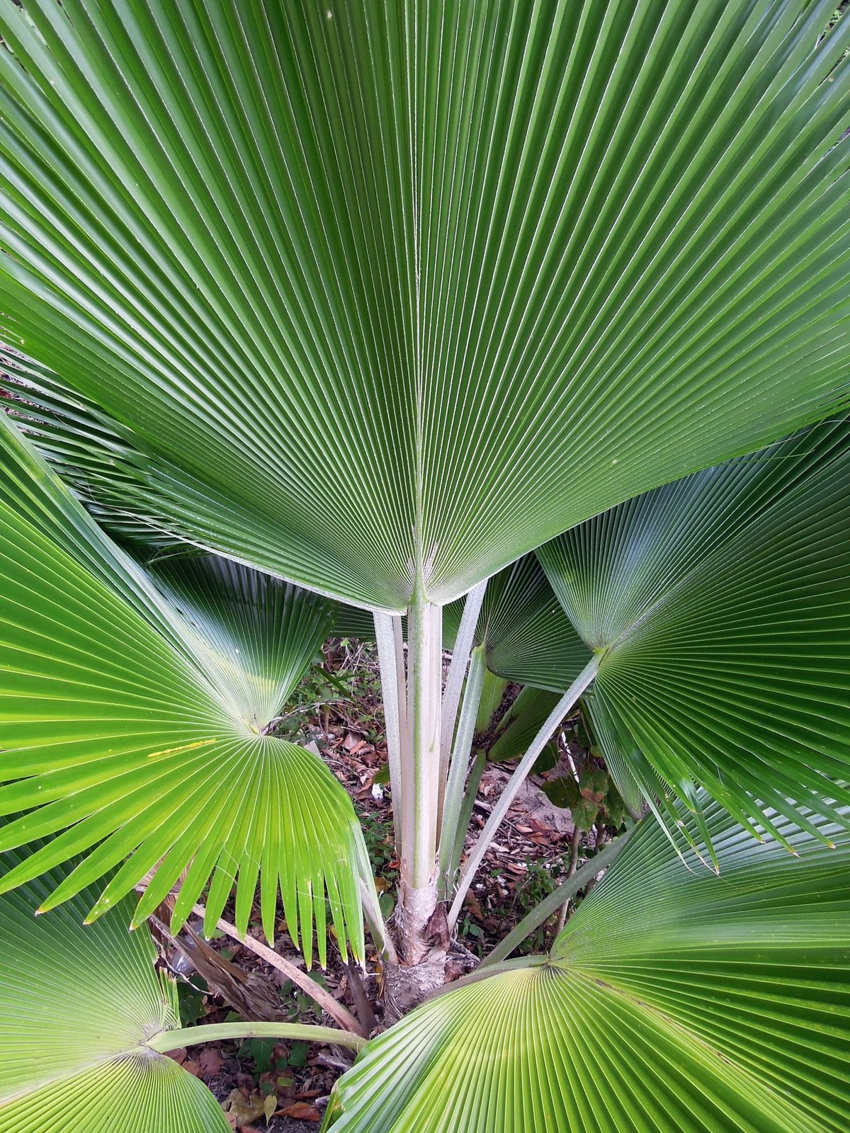 Cọ quạt Fiji (Pritchardia Pacifica) 3