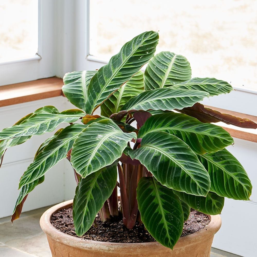 Đuôi Công Musaica (Calathea Musaica) 2
