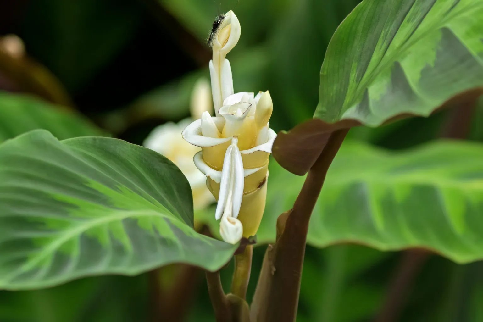 Đuôi Công Musaica (Calathea Musaica) 3