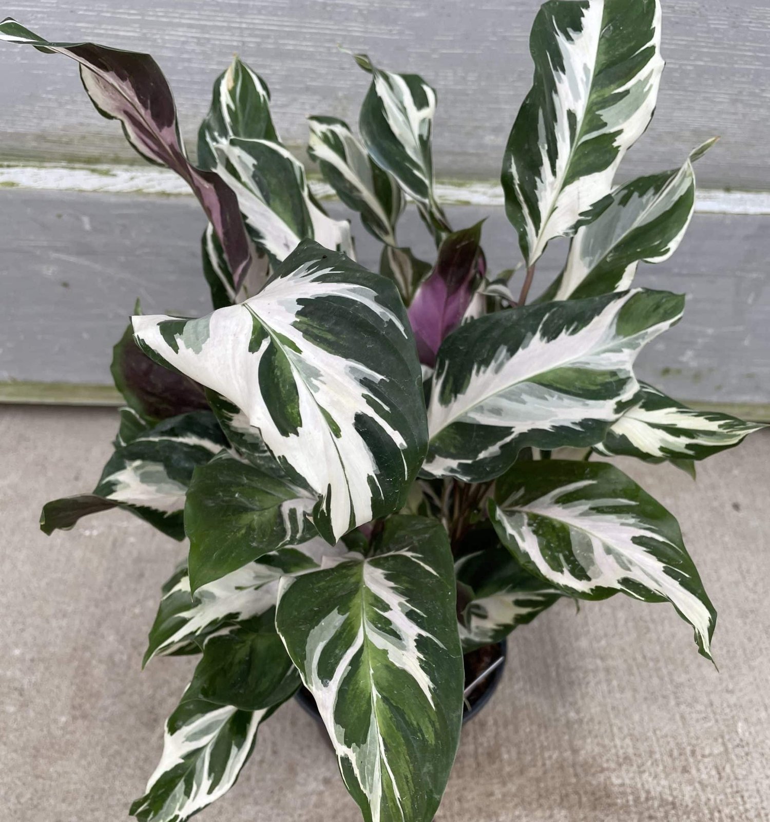 Đuôi Công Warscewiczii (Calathea Warscewiczii) 3