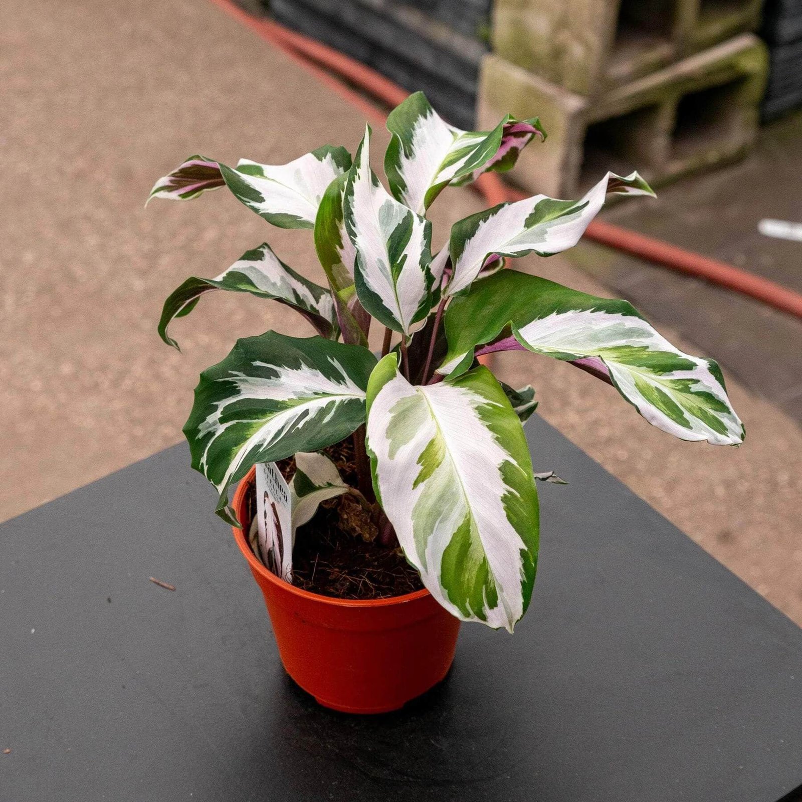 Đuôi Công Warscewiczii (Calathea Warscewiczii) 2