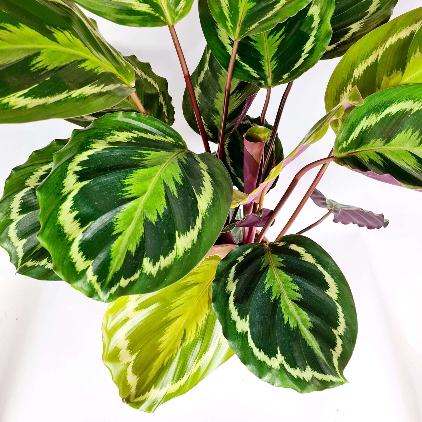 Đuôi Công Medallion  (Calathea Medallion) 3