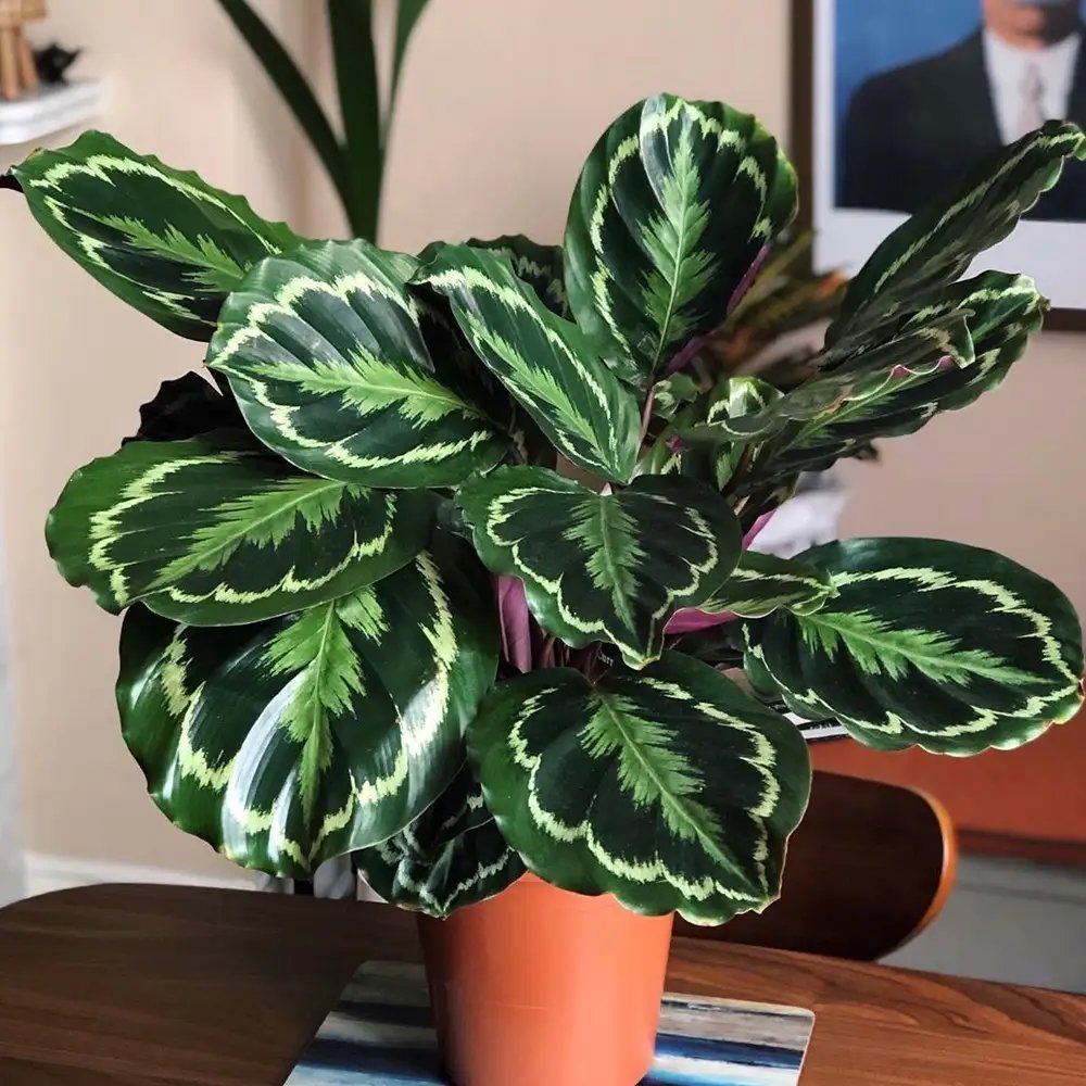 Đuôi Công Medallion  (Calathea Medallion)