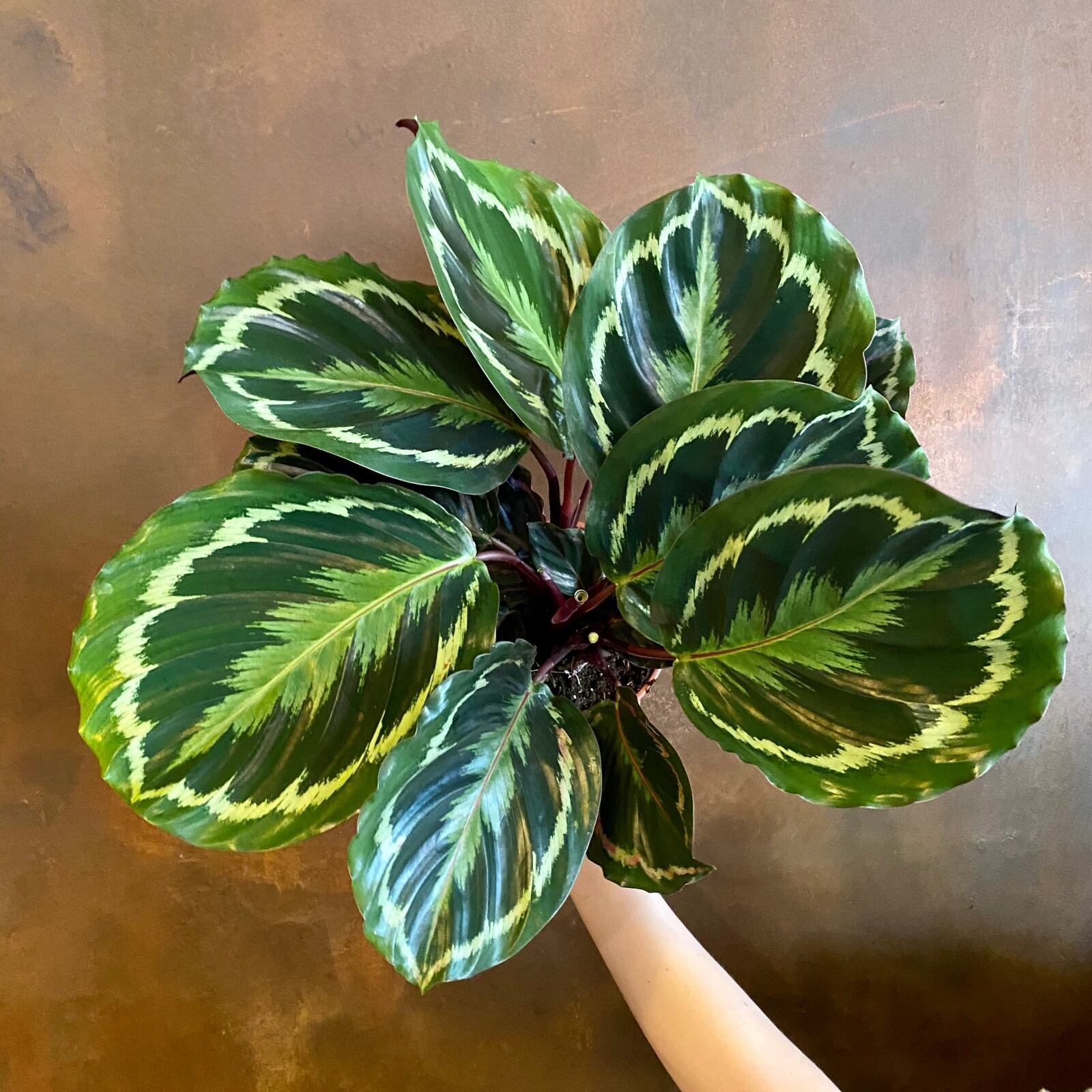 Đuôi Công Medallion  (Calathea Medallion) 2