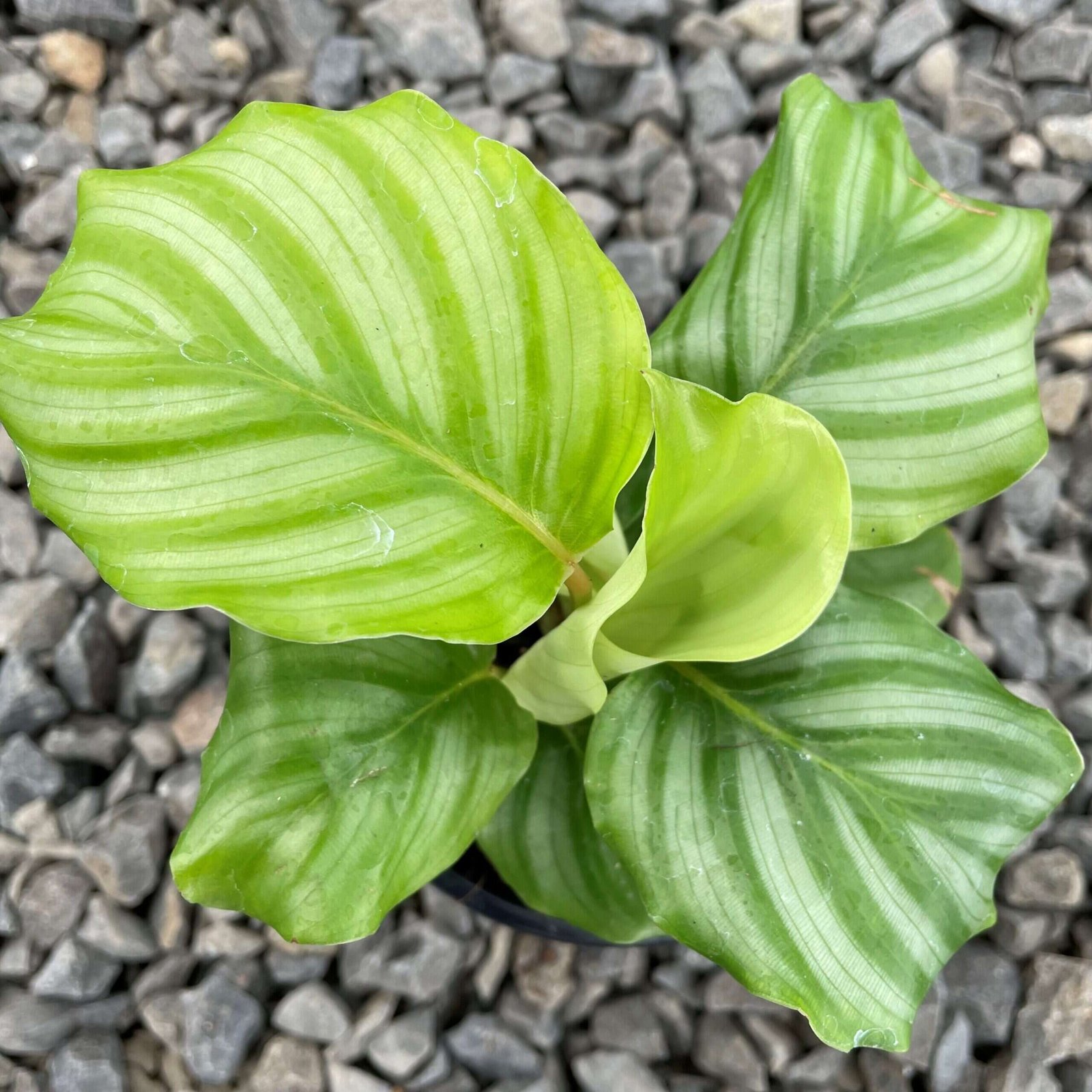 Đuôi Công Orbifolia (Calathea Orbifolia) 3