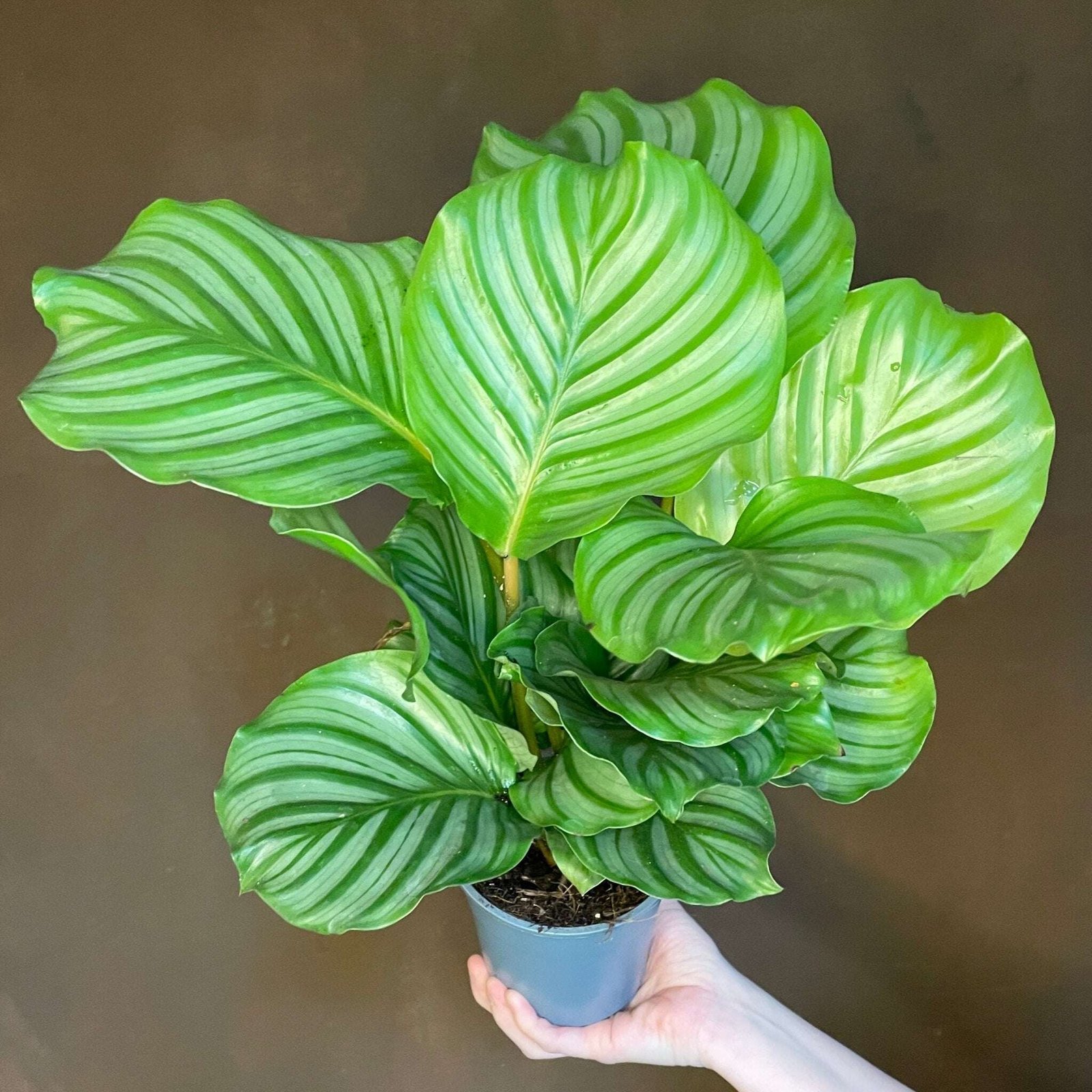 Đuôi Công Orbifolia (Calathea Orbifolia) 2