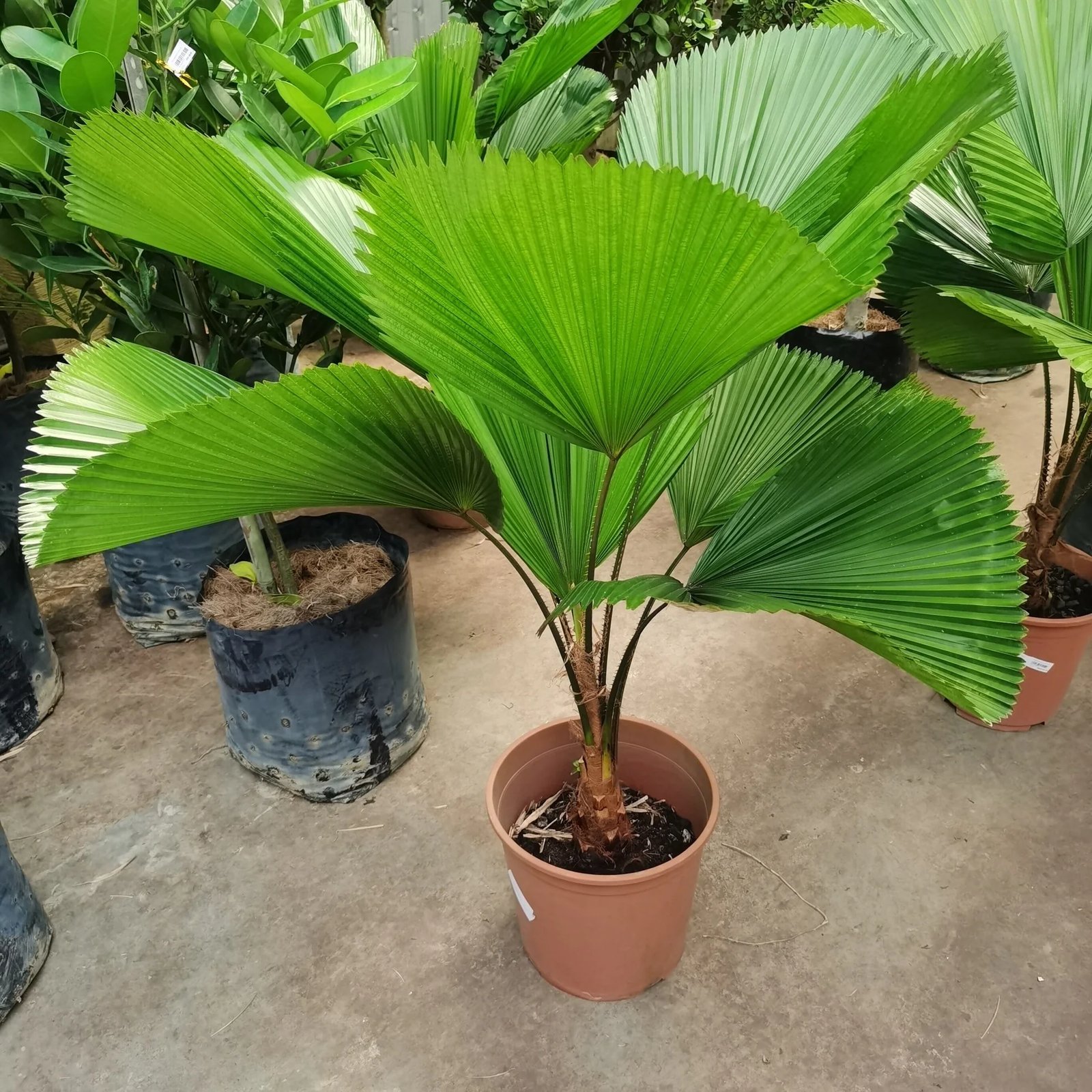 Cây Cọ Nhật (Licuala grandis) 2
