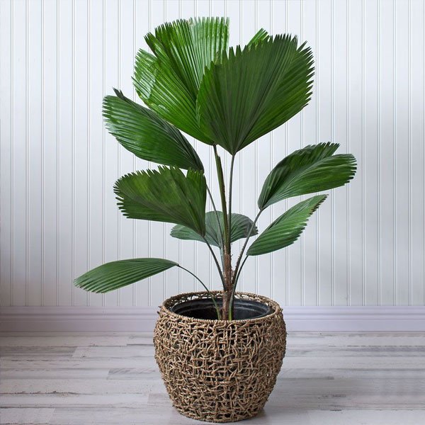 Cây Cọ Nhật (Licuala grandis)