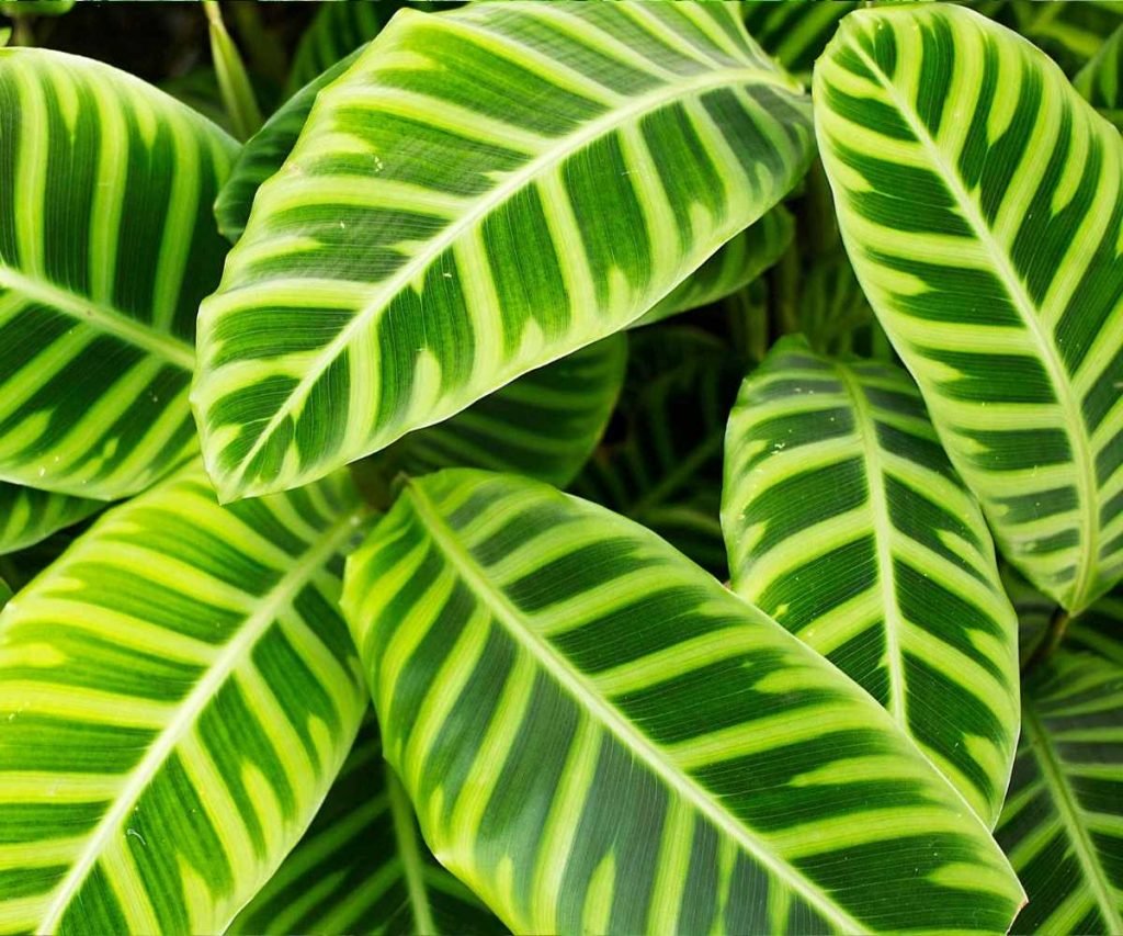 Đuôi Công Zebrina (Calathea Zebrina) 2