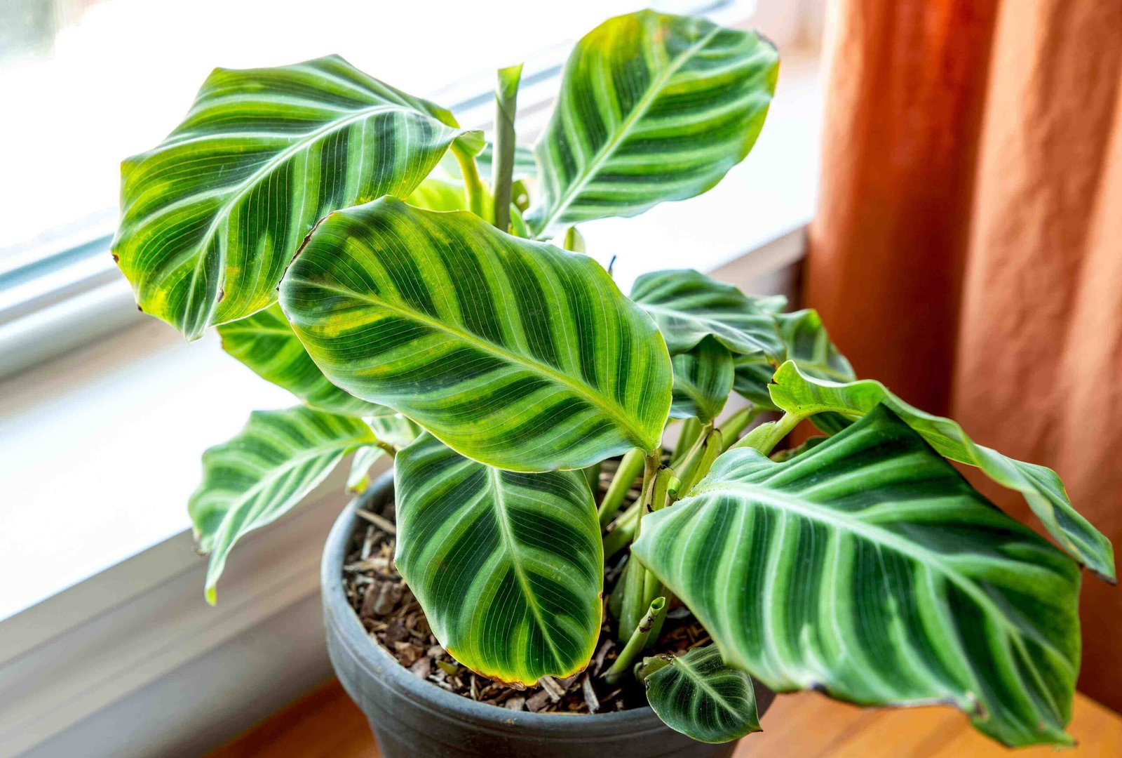 Đuôi Công Zebrina (Calathea Zebrina) 3
