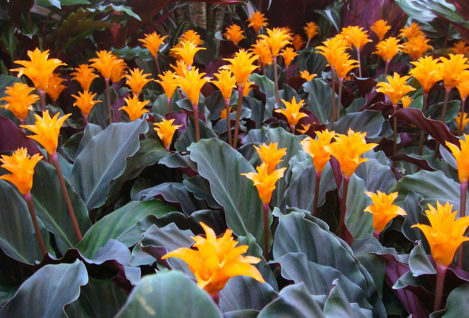 Đuôi Công Crocata (Calathea Crocata) 3
