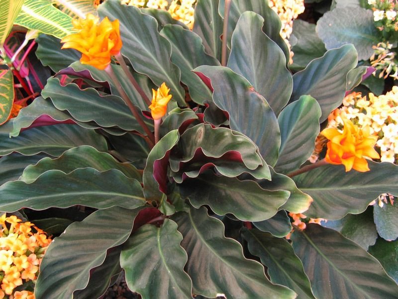 Đuôi Công Crocata (Calathea Crocata) 2
