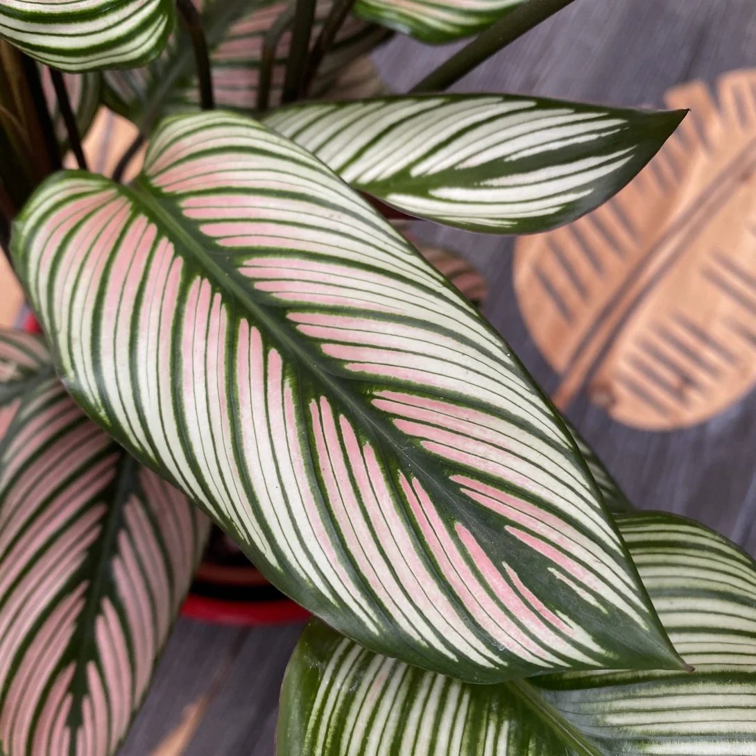 Đuôi Công White star (Calathea White star) 3