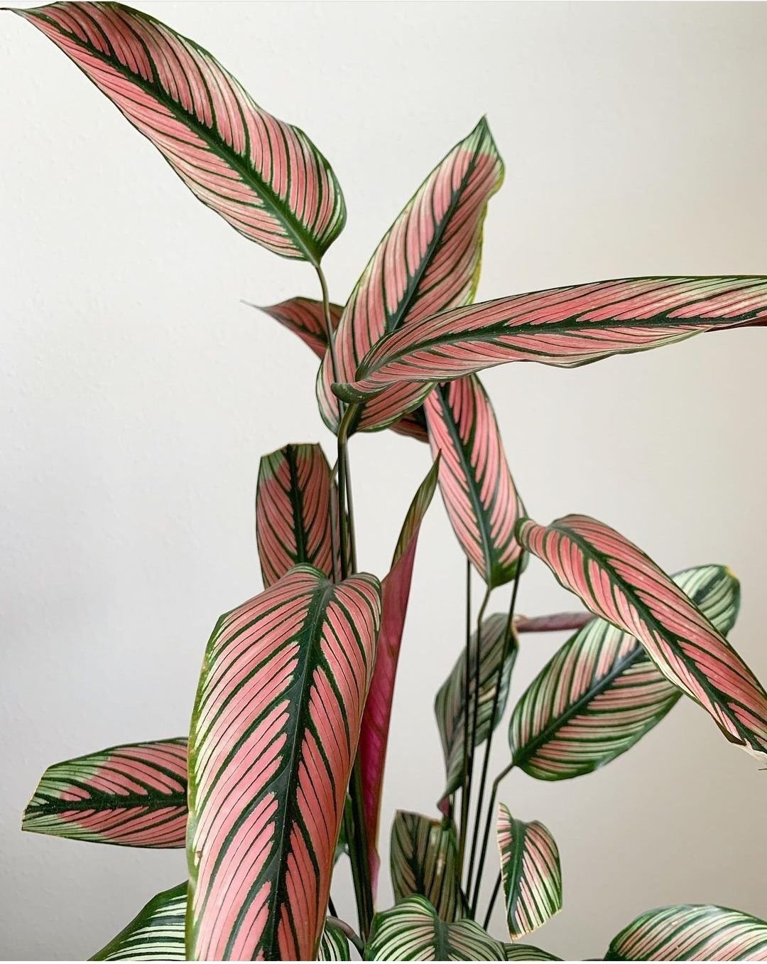 Đuôi Công White star (Calathea White star) 2