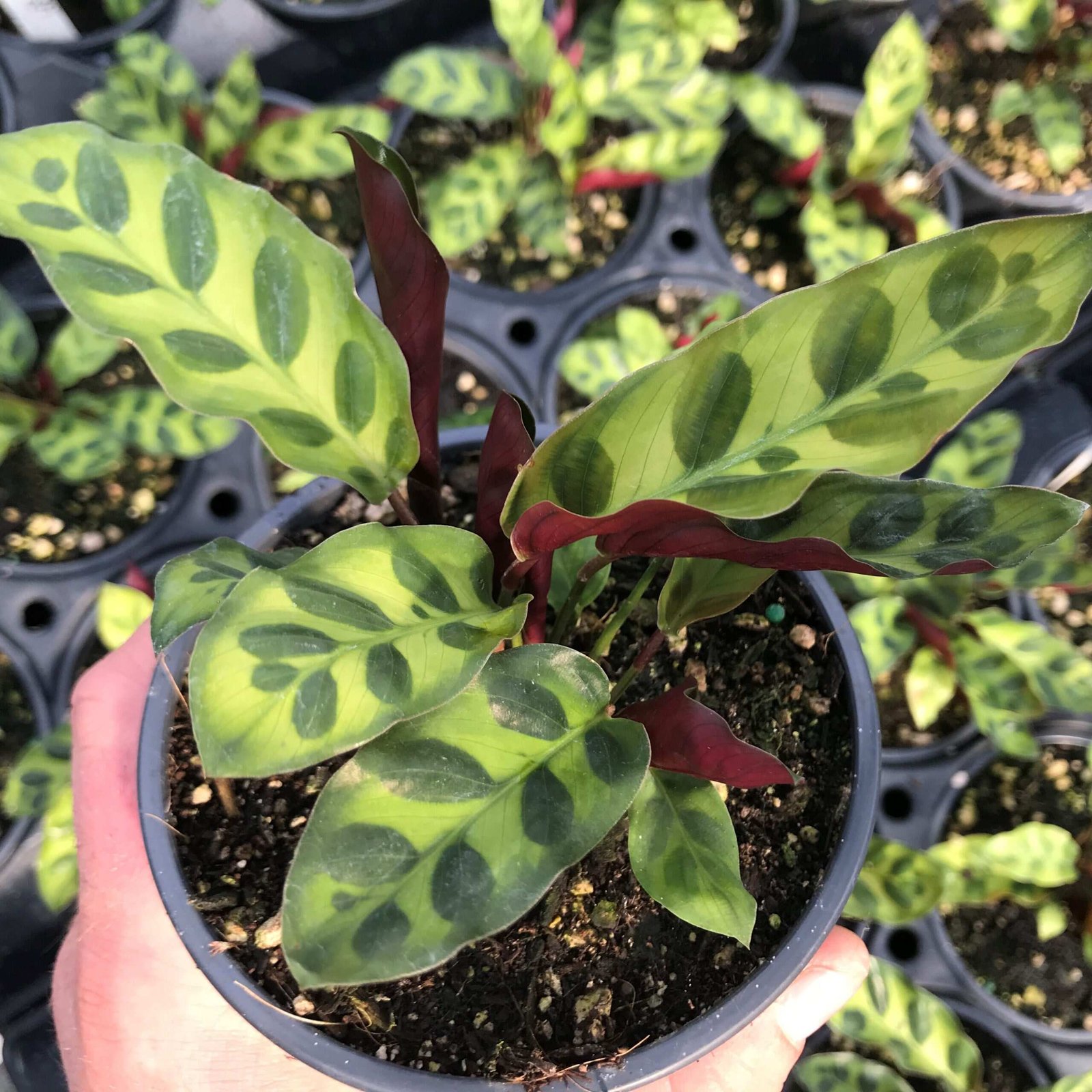Đuôi Công Lancifolia (Calathea Lancifolia) 3