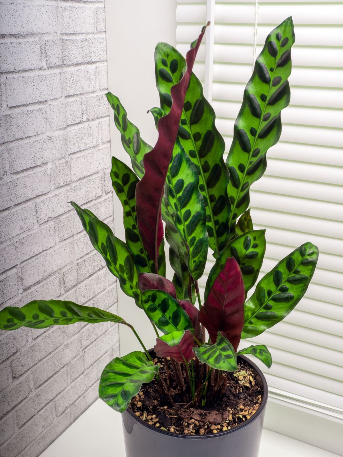Đuôi Công Lancifolia (Calathea Lancifolia) 2