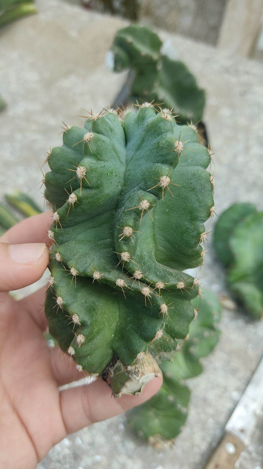 Xương rồng trụ xoắn - Cereus forbesii ‘Spiralis' 3