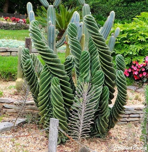 Xương rồng trụ xoắn - Cereus forbesii ‘Spiralis'
