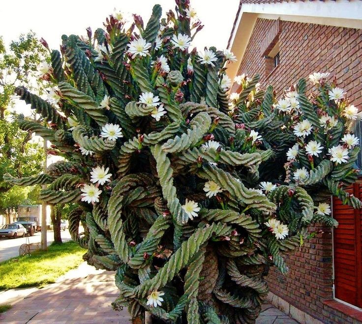 Xương rồng trụ xoắn - Cereus forbesii ‘Spiralis' 2