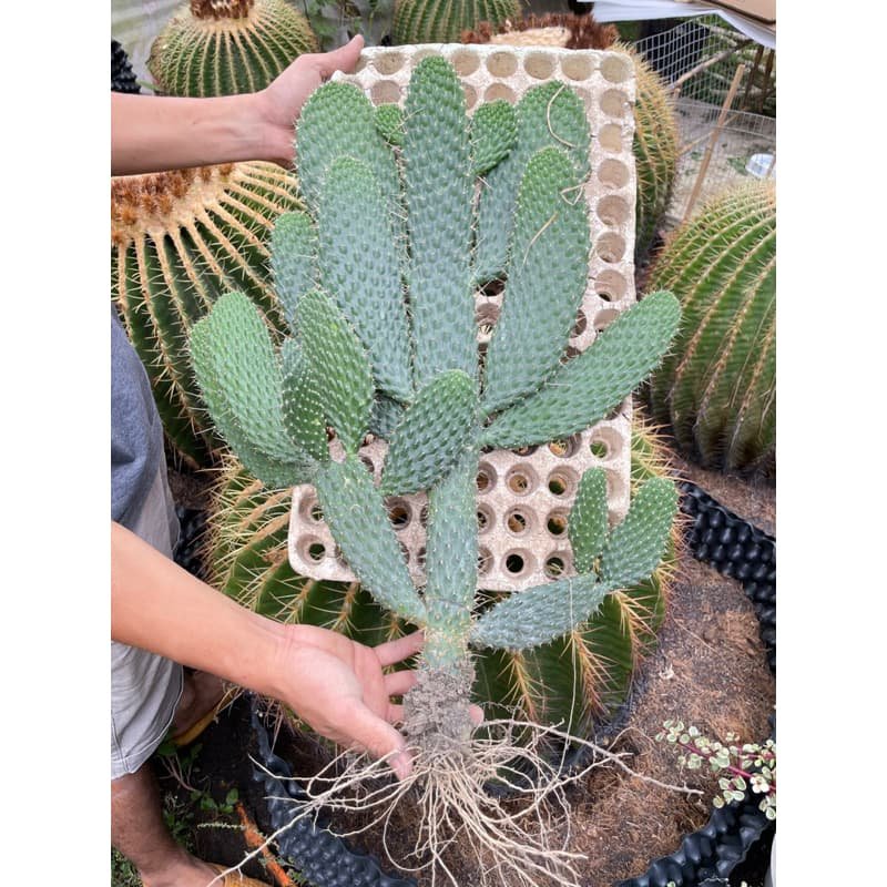 Xương rồng vảy rồng 2