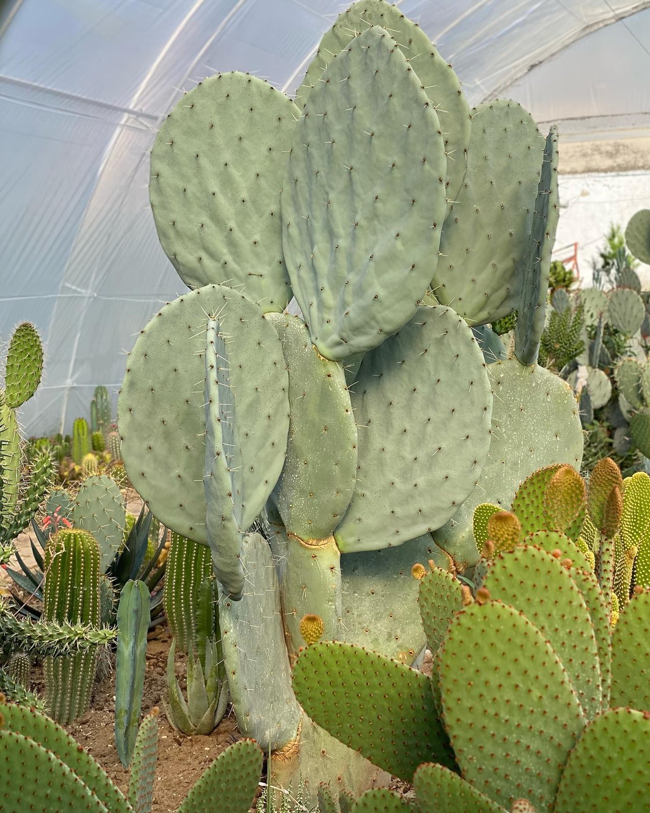 Xương rồng tai voi - Opuntia robusta 3