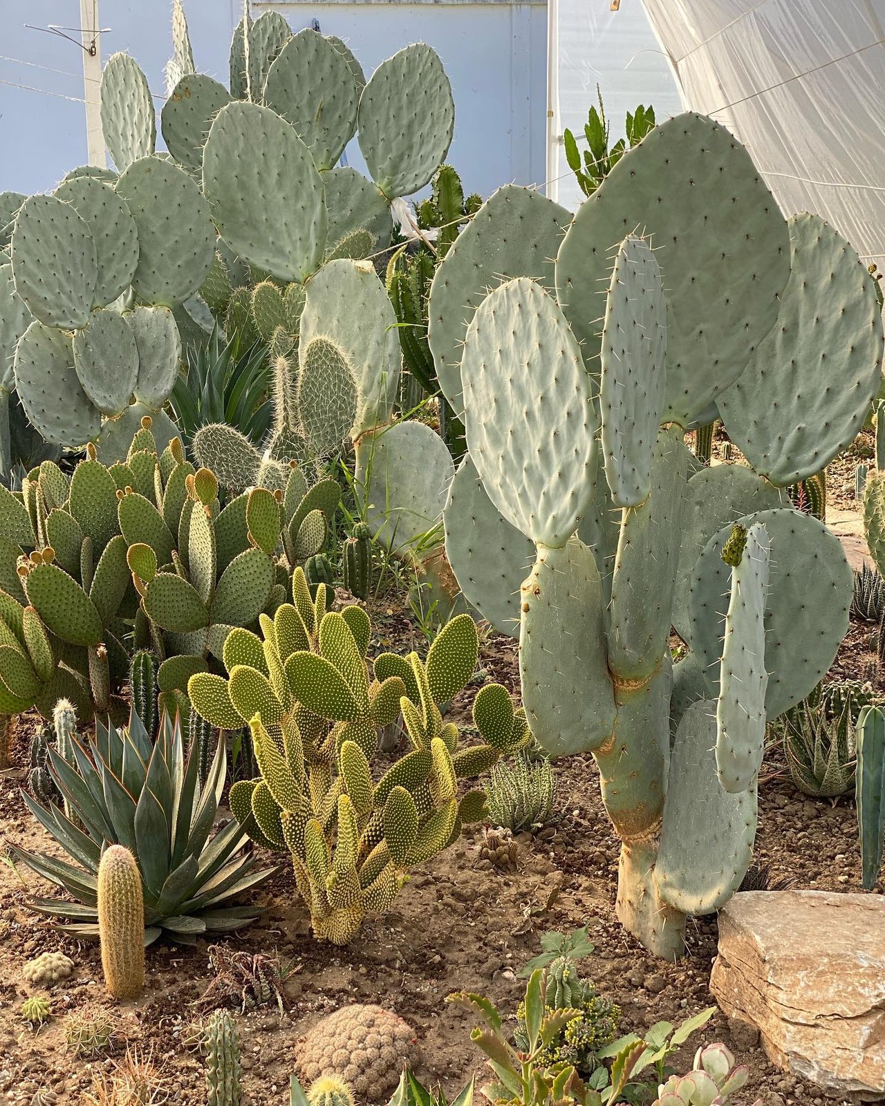 Xương rồng tai voi - Opuntia robusta 2