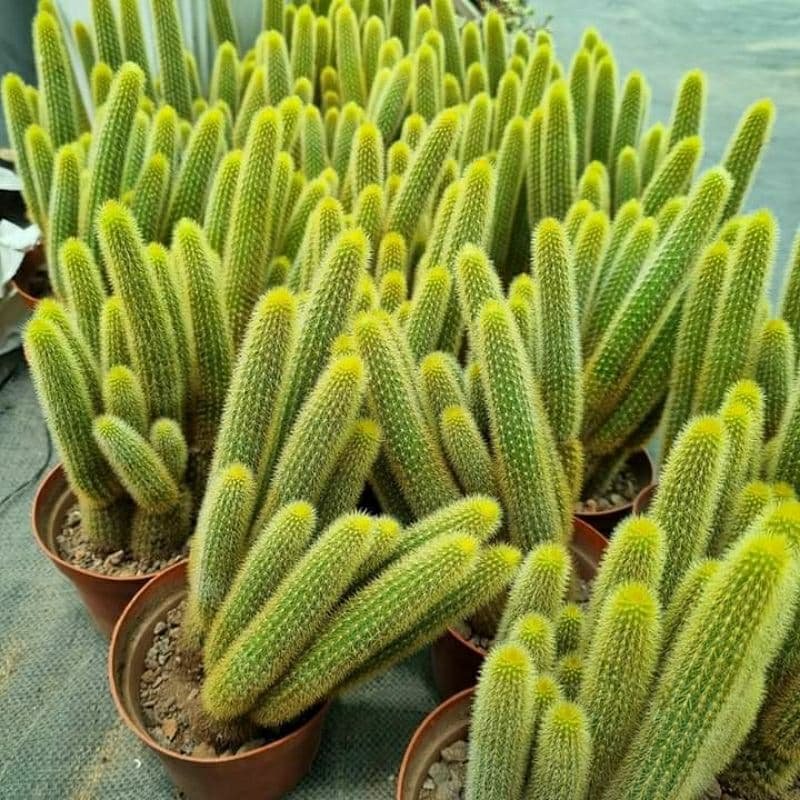 Xương rồng đuôi khỉ (hồ ly) 3