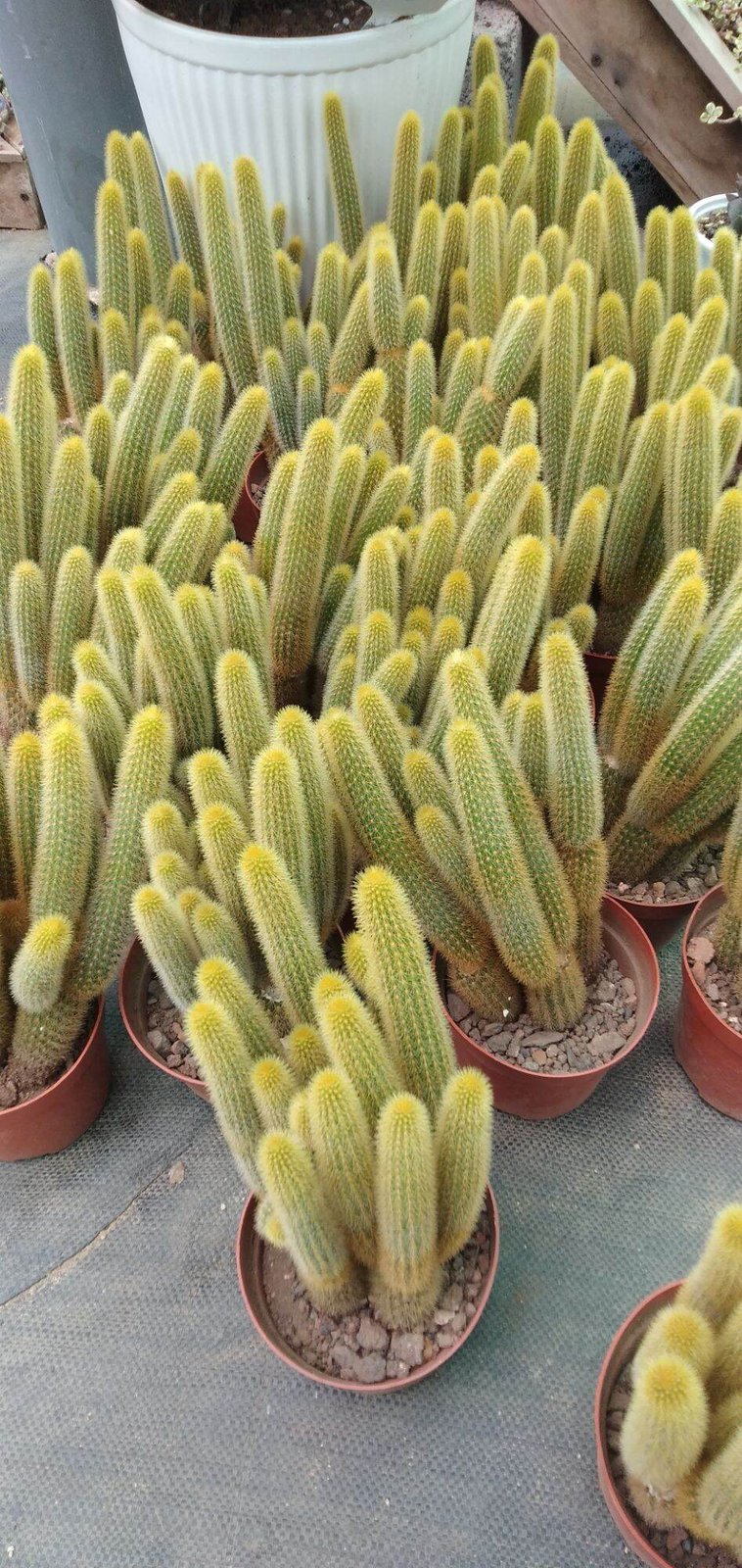 Xương rồng đuôi khỉ (hồ ly) 2