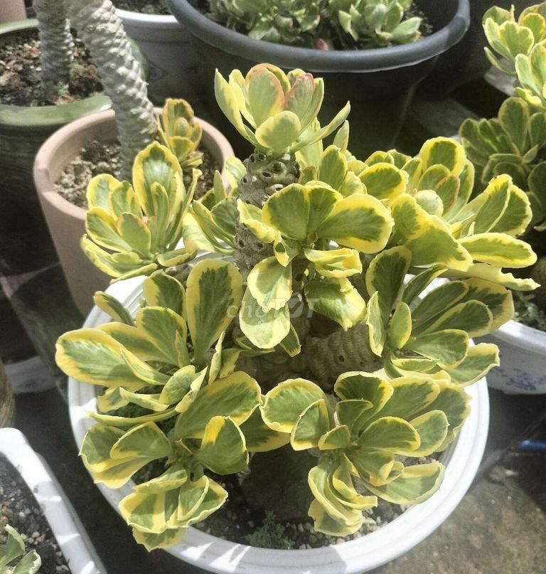 Xương rồng Ngọc lân (Ngọc kỳ lân) - Euphorbia Poissonii 3