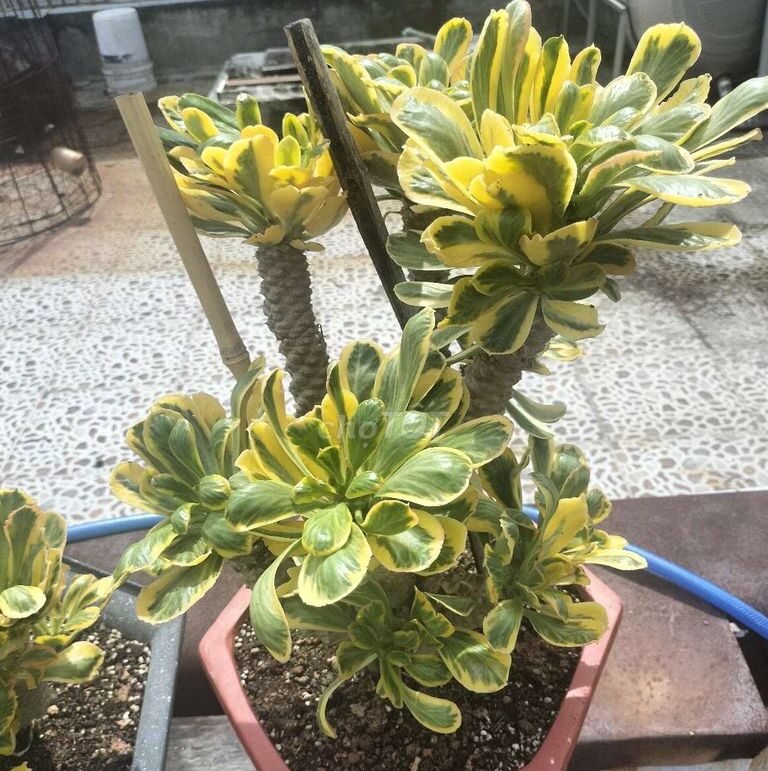 Xương rồng Ngọc lân (Ngọc kỳ lân) - Euphorbia Poissonii