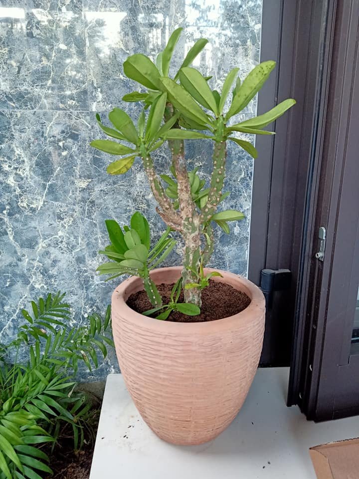 Xương rồng Ngọc lân (Ngọc kỳ lân) - Euphorbia Poissonii 2