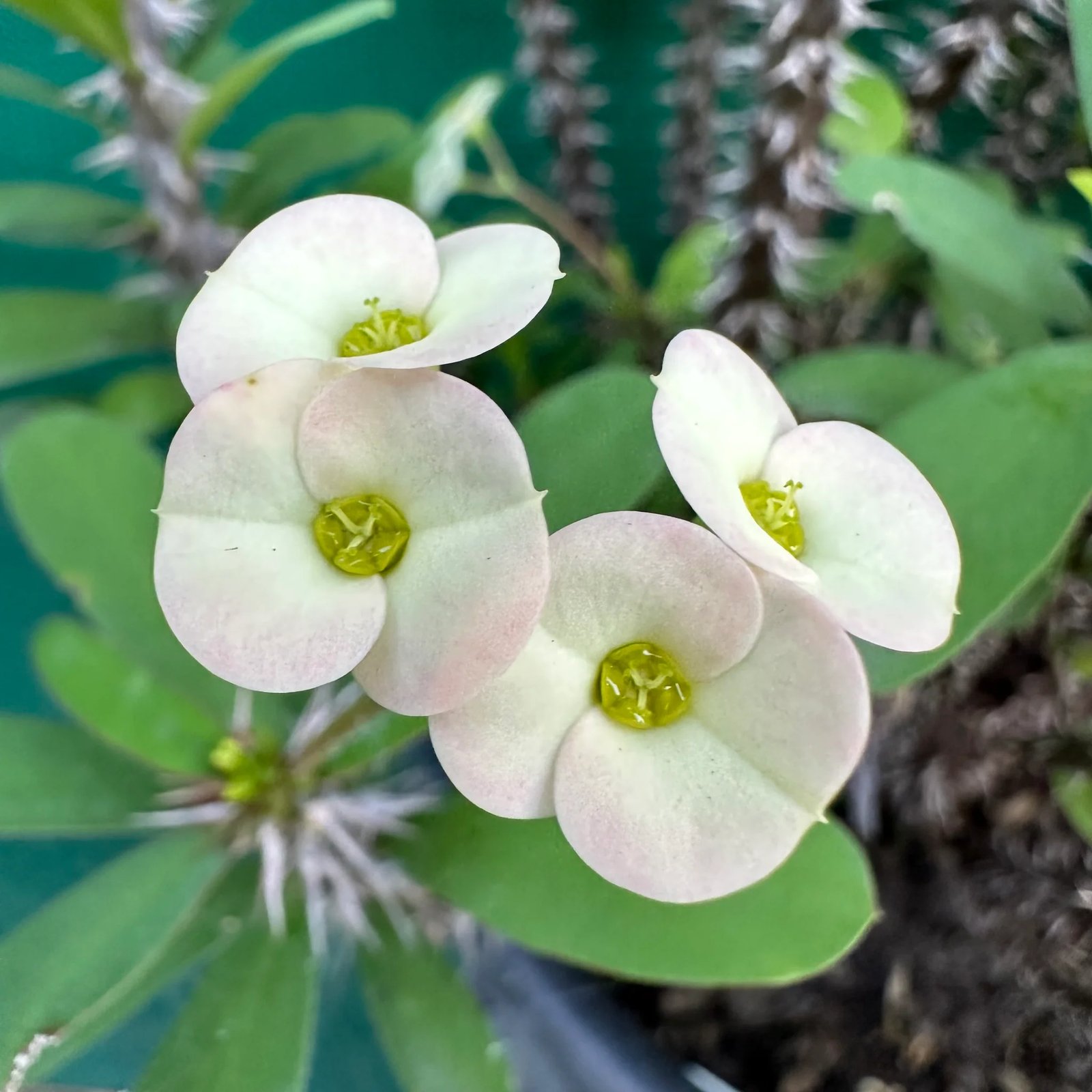 Xương rồng Bát Tiên - Euphorbia milii (Crown of Thorns) 3