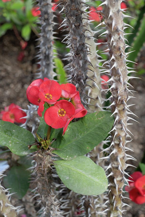 Xương rồng Bát Tiên - Euphorbia milii (Crown of Thorns) 2