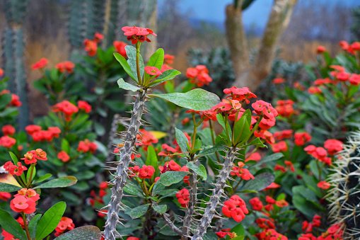 Xương rồng Bát Tiên - Euphorbia milii (Crown of Thorns)