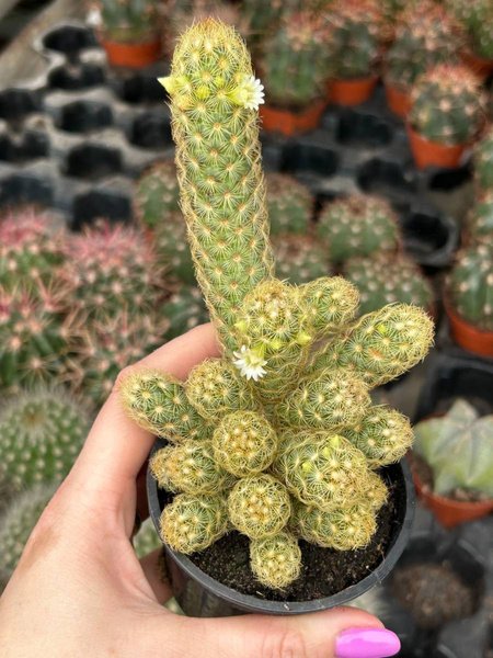 Xương rồng Thạch Trụ Thiên - Mammillaria Elongata 2