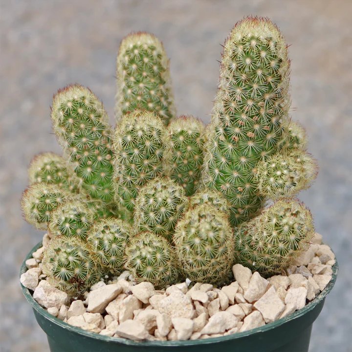 Xương rồng Thạch Trụ Thiên - Mammillaria Elongata 3