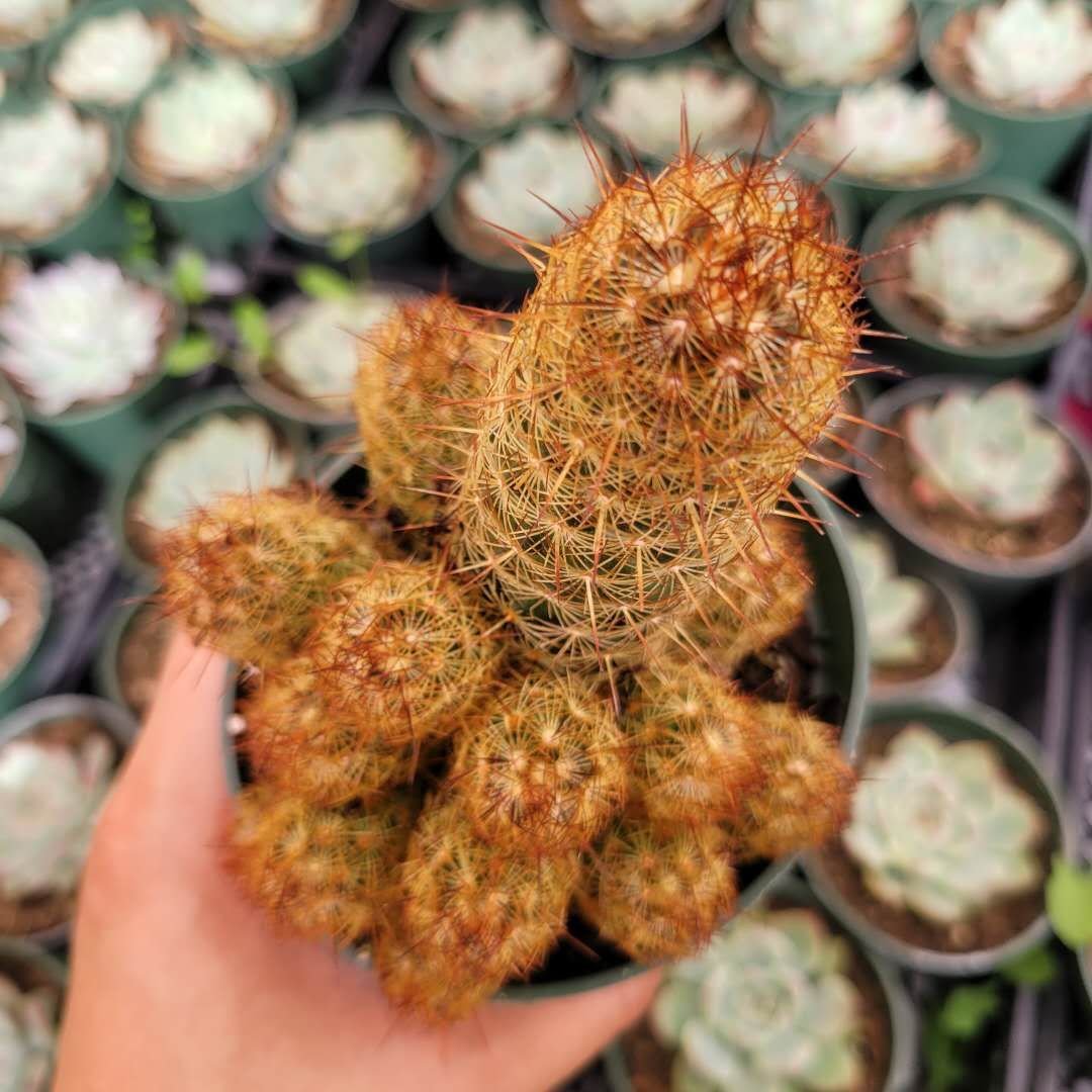 Xương rồng Thạch Trụ Thiên - Mammillaria Elongata