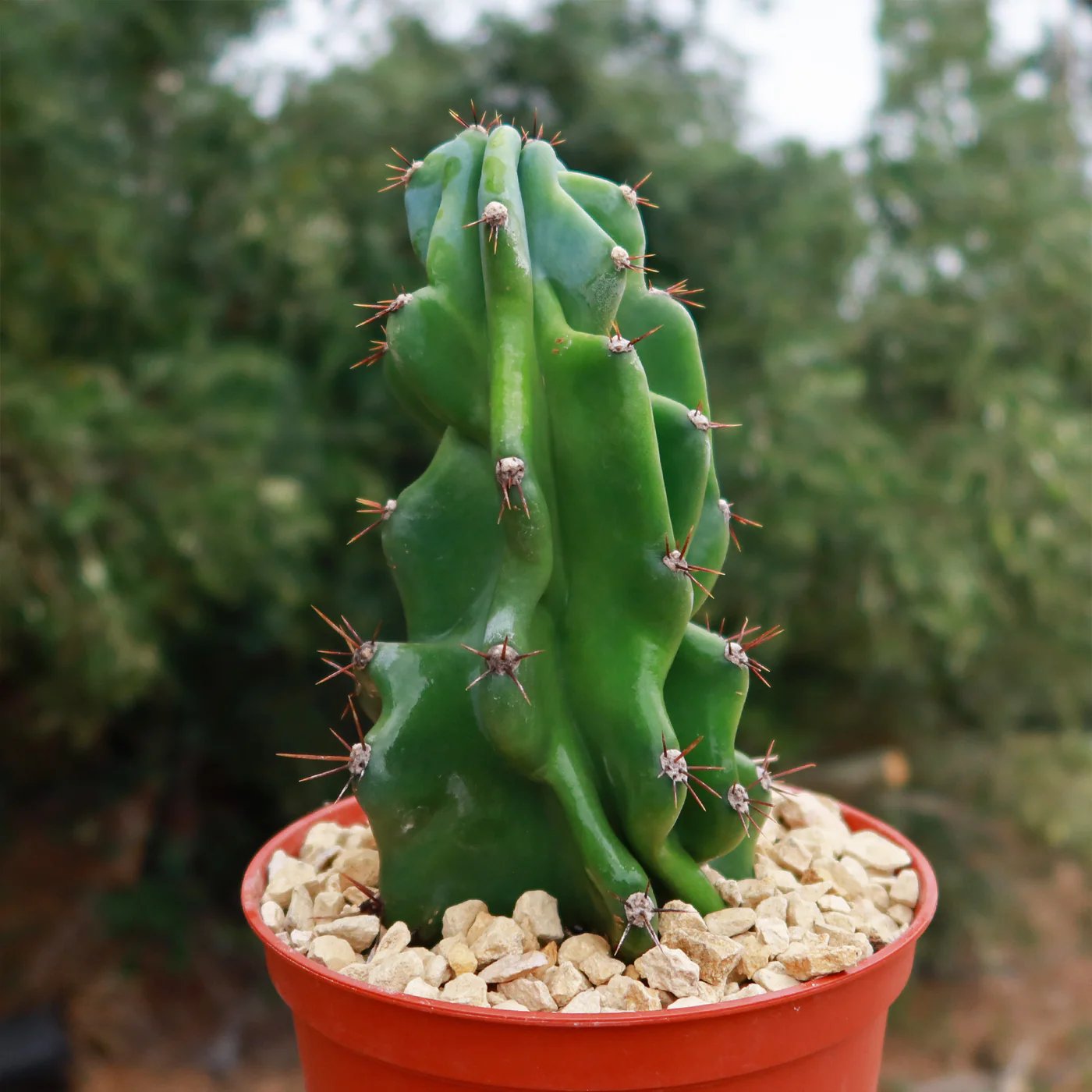 Xương rồng khế (sư tử) - Cereus peruvianus ‘Monstrosus'