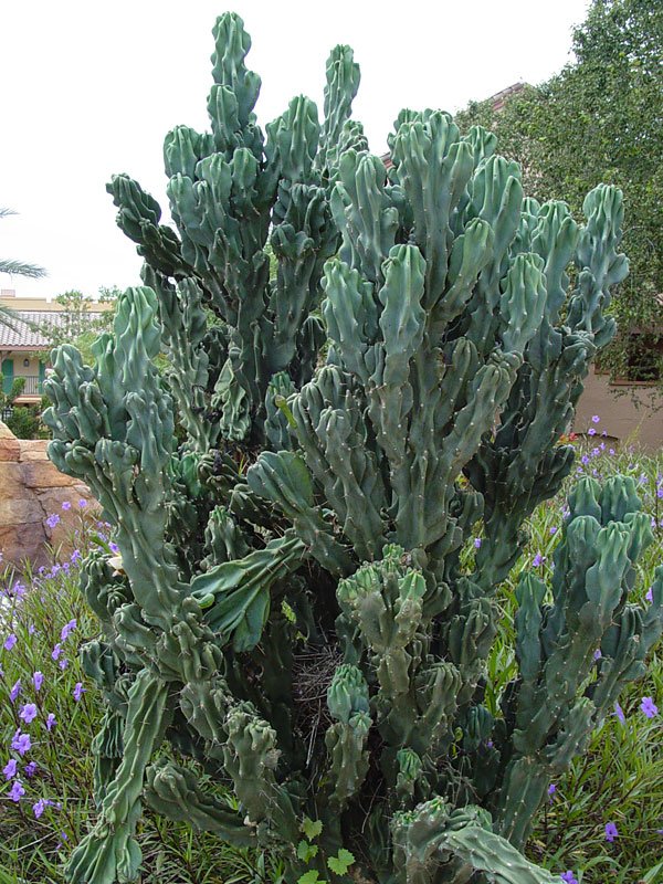 Xương rồng khế (sư tử) - Cereus peruvianus ‘Monstrosus' 2